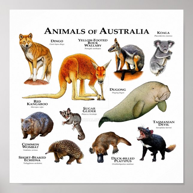 Djur i Australien Poster (Framsidan)