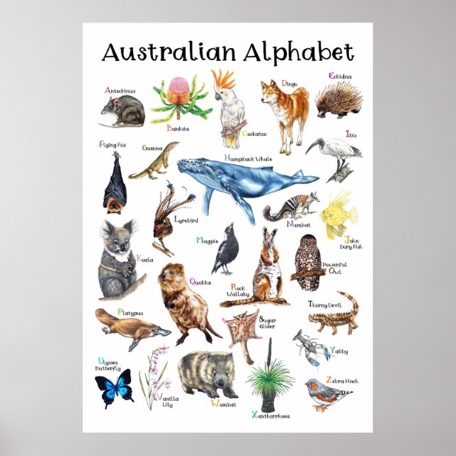 Djur i Australien Poster (Framsidan)