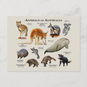 Djur i Australien Vykort