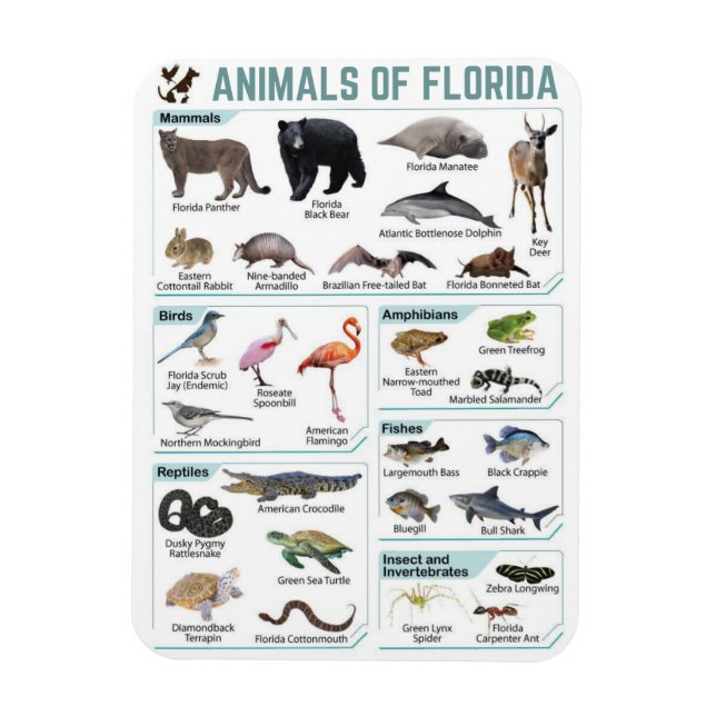 Djur i Florida, Florida USA vilda lide  Magnet (Vertikal)