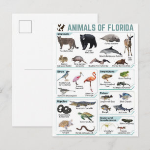 Djur i Florida, Florida USA vilda lide Vykort