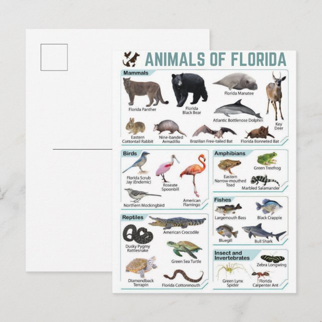 Djur i Florida, Florida USA vilda lide  Vykort (Fram/baksida)