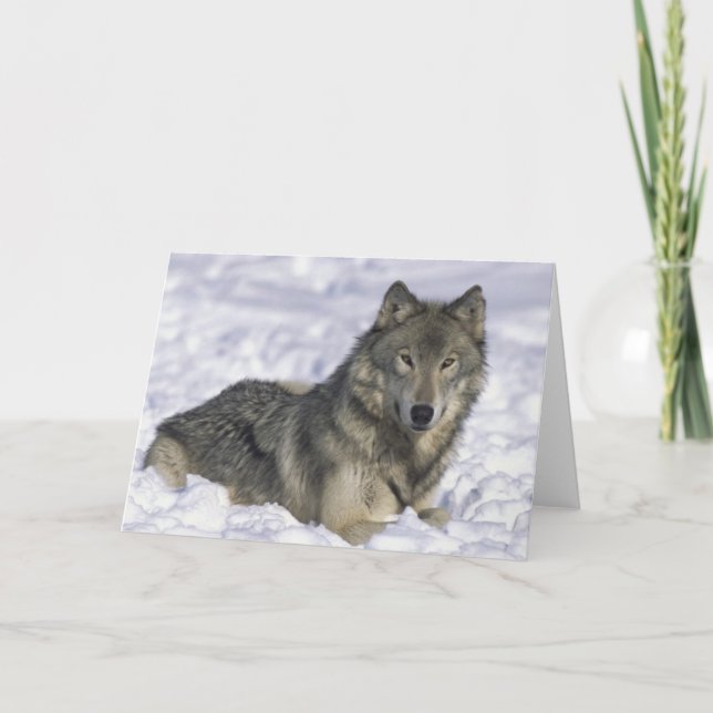 Djur i Snö Helgkort (Framsida)