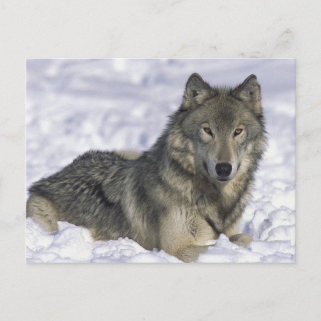 Djur i Snö Vykort (Framsida)