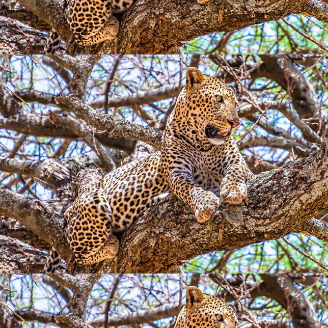 Djur i Vilden Kudde (A square throw pillow features a detailed image of a leopard lounging in a tree )