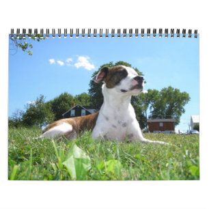 Djur kalender