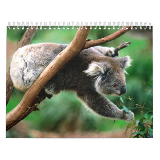 Djur kalender 6