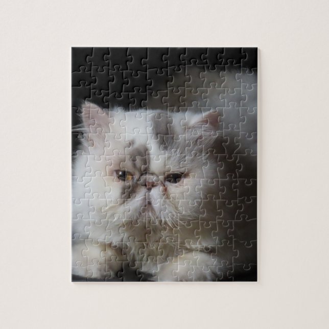 djur, katt, vit, husdjur, kattunge, isolerad, söt, pussel (Vertikal)