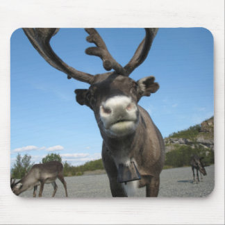 Djur Mousepad 63 Musmatta