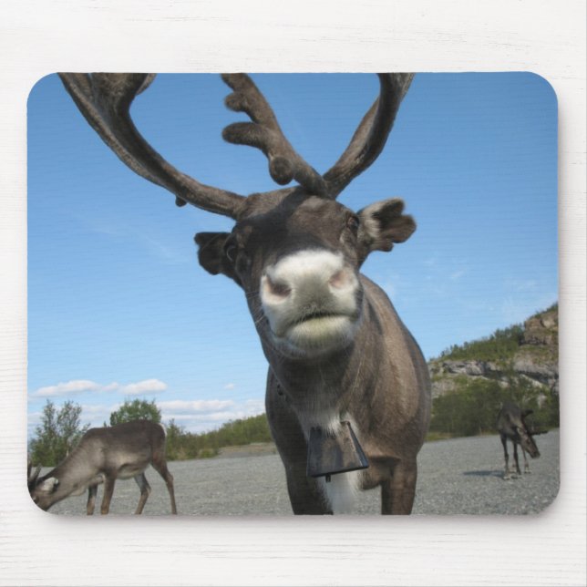 Djur Mousepad 63 Musmatta (Framsidan)