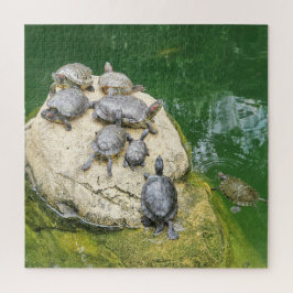 djur, reptiler, sköldpaddor, vatten, natur, växter pussel