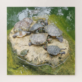 djur, reptiler, sköldpaddor, vatten, natur, växter pussel