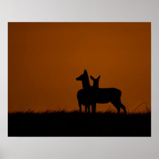 Djur Siluetter vid Solnedgång Vilda Djur Fotografi Poster