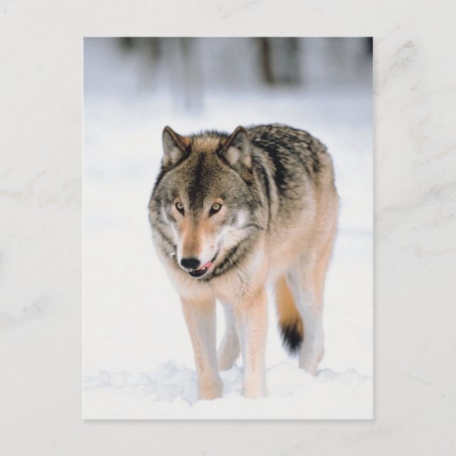 Djur utanför Snö Vykort (Framsida)