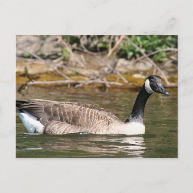 Djur Vykort (Framsida)