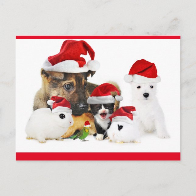 Djur Vykort (Framsida)