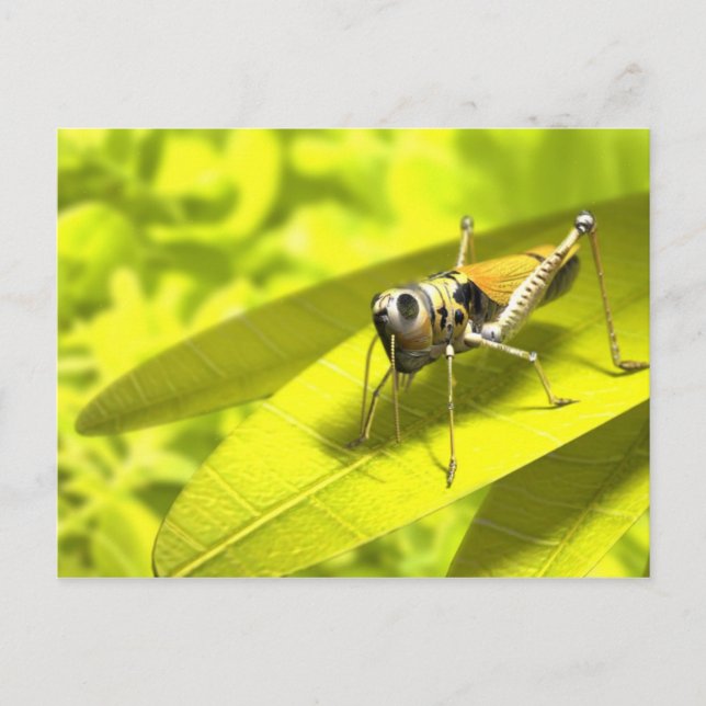 Djur vykort 34 (Framsida)