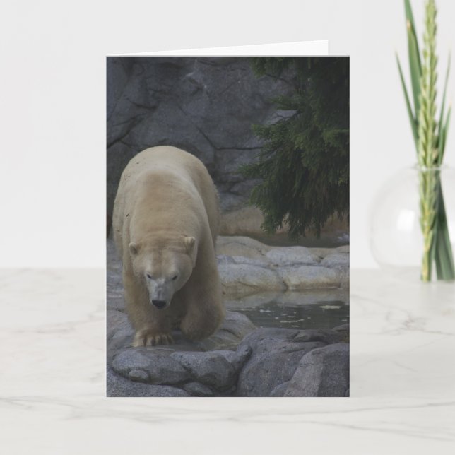Djura kort, polar björn helgkort (Framsida)
