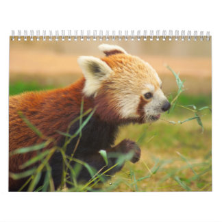 DjurCalenders 20 Kalender