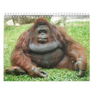 DjurCalenders 24 Kalender
