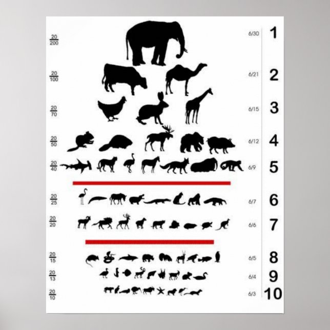 Djurdiagram i Öga Poster (Framsidan)