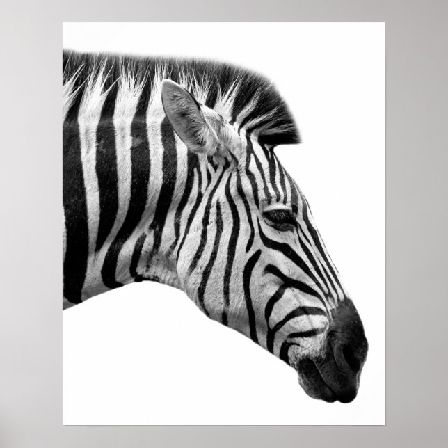 Djurefoto från svart och vit zebra-vild poster (Framsidan)