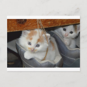 Djuren Cute Kitten Kattunge Spetskatten Vykort