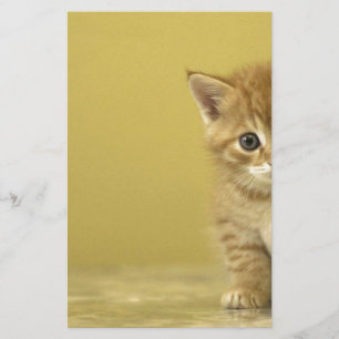 Djuren - Nyfikna Baby Kitten