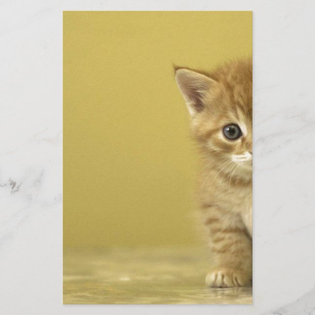 Djuren - Nyfikna Baby Kitten (Framsida)