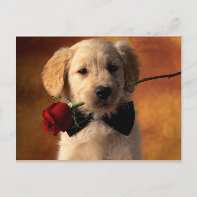 Djuren Vykort (Framsida)