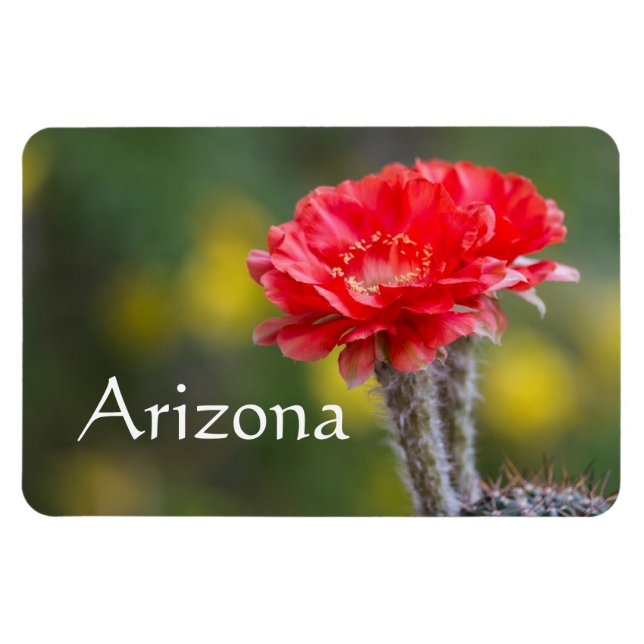 Djuret av Firelight cactus blomma, Arizona Magnet (Horisontell)