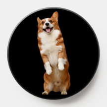 Djuret Kungariket Fantastisk Cute Corgi