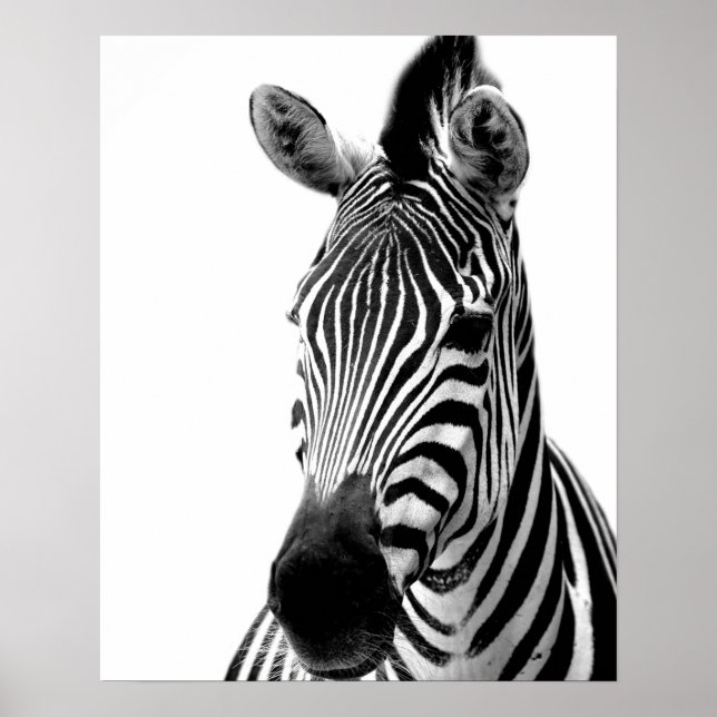 Djurets foto, svart och vitt, från Zebra vild djun Poster (Framsidan)