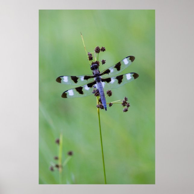 Djurfluga landar på gräs, Kanada Poster (Framsidan)
