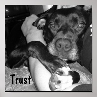 Djurförtroende Poster