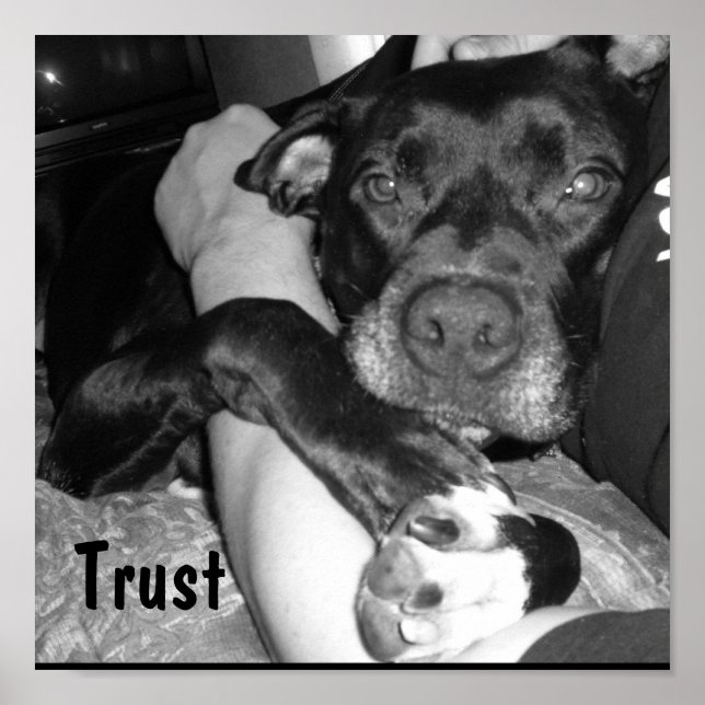 Djurförtroende Poster (Framsidan)