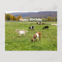 Djurgetter Pasture Vermont Photo Birthday