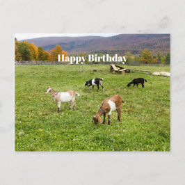 Djurgetter Pasture Vermont Photo Birthday Vykort