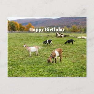 Djurgetter Pasture Vermont Photo Birthday Vykort