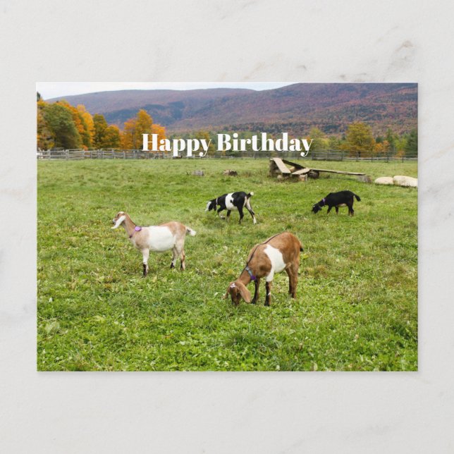 Djurgetter Pasture Vermont Photo Birthday Vykort (Framsida)