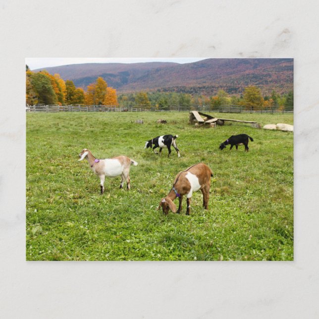 Djurgetter Pasture Vermont Photo Vykort (Framsida)