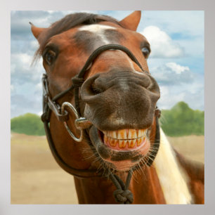 Djurhäst - jag har äntligen mina klammerparenteser poster