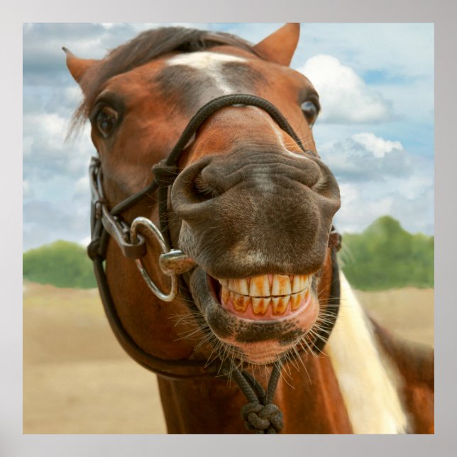 Djurhäst - jag har äntligen mina klammerparenteser poster (Framsidan)