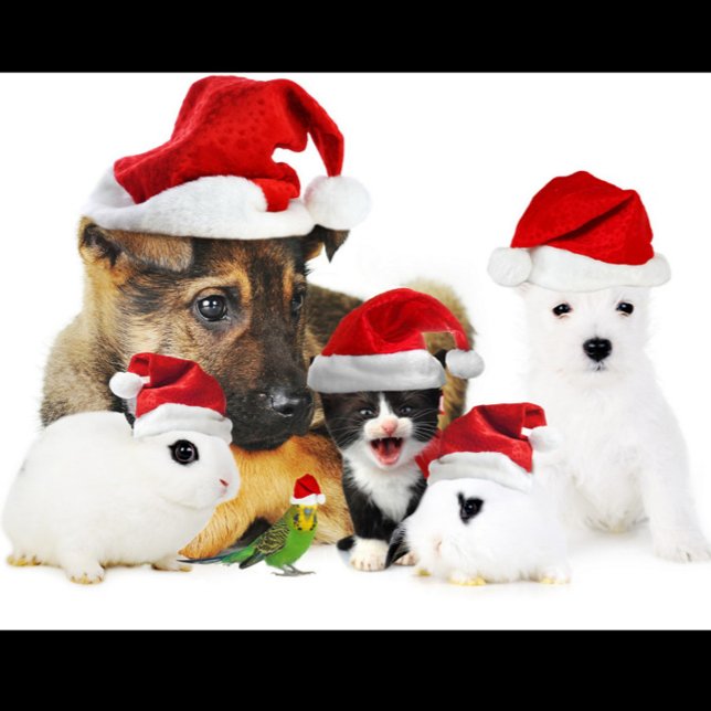 Djurjul T Shirt (A group of pets wearing Santa hats!)