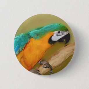 Djurknapp för Blue Guld Macaw Parrot Knapp