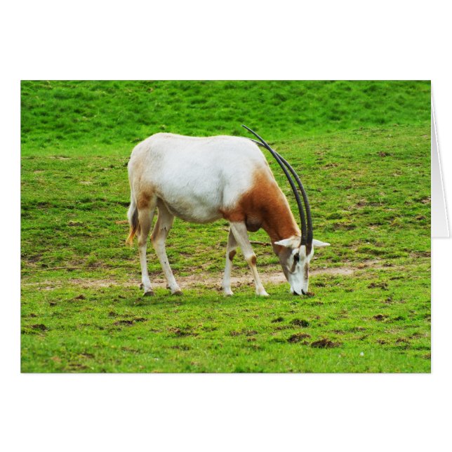 Djurkort av smitaroryx hälsningskort (Framsidan Horizontal)