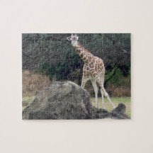 Djurkungariket Reticulated Giraffe