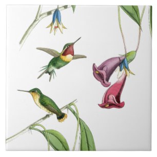 Djurliv för djur för Hummingbirdsfågelblommor Kakelplatta