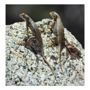 Djurliv fototryck, reptilar, ödlor fototryck