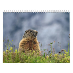 Djurliv Kalender
